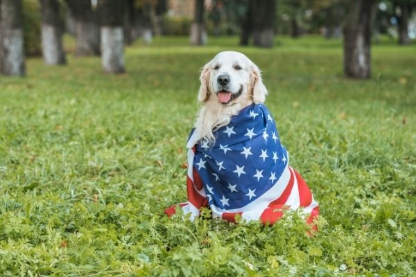 Dog on a meadow with USA flag.